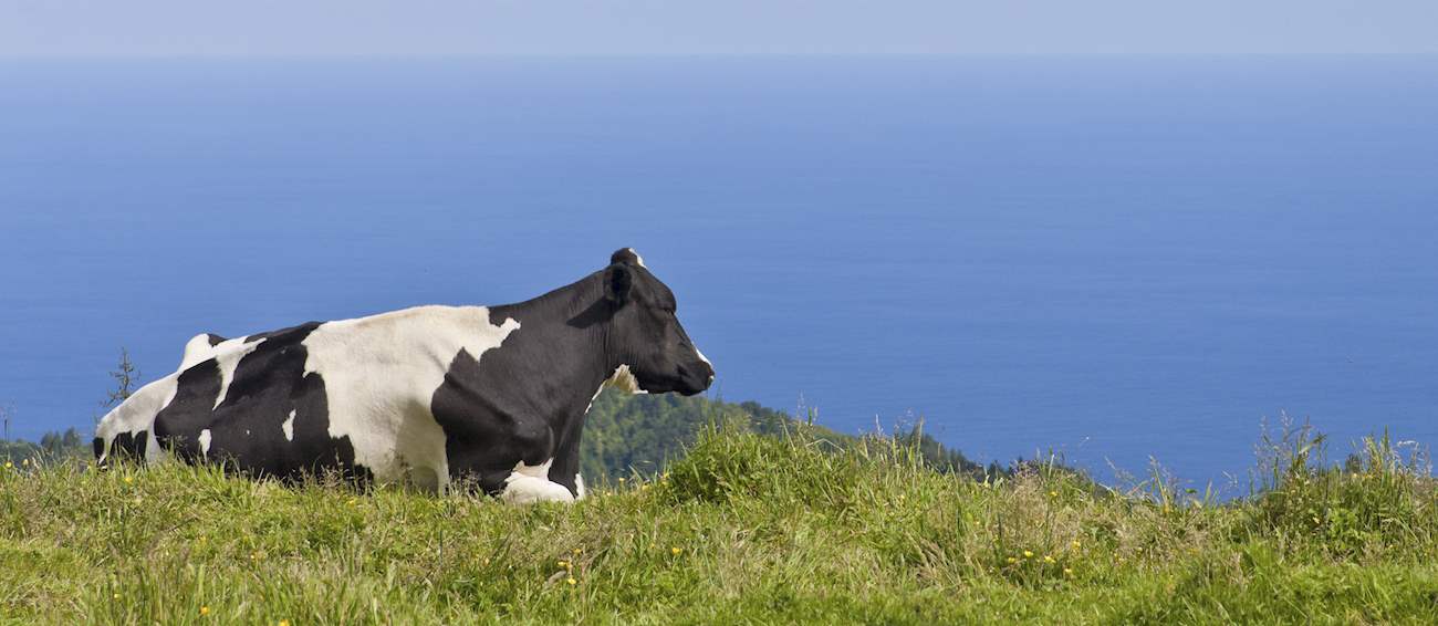 Carne Dos Açores | Local Beef Cattle Breed From Azores, Portugal