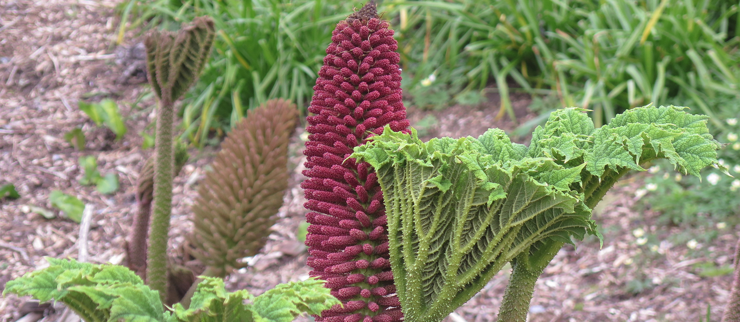 Nalca | Local Plant From Chile