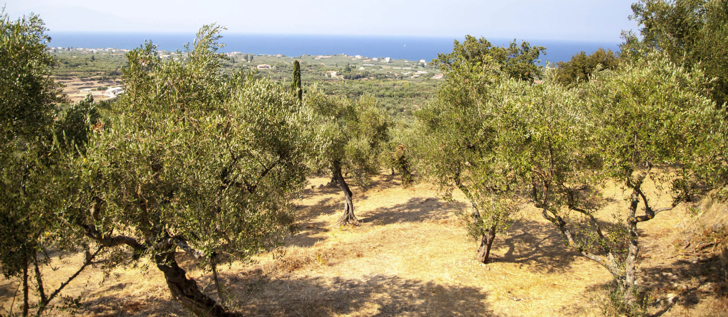 Zakynthos | Local Olive Oil From Zakynthos, Greece
