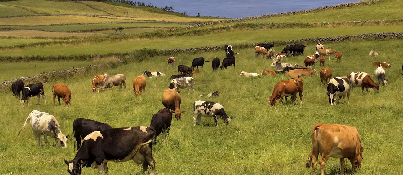Carne Dos Açores | Local Beef Cattle Breed From Azores, Portugal