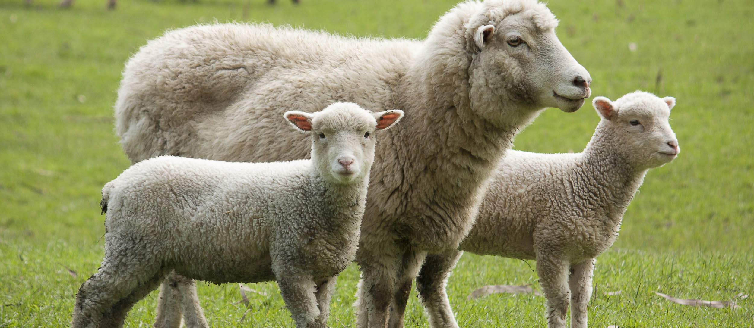 10 Most Popular French Sheep - TasteAtlas
