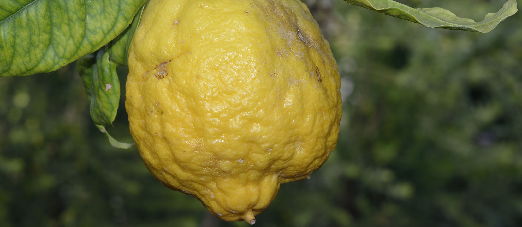 Le citron jaune de Menton ou d'ailleurs, la touche acidulée à vos