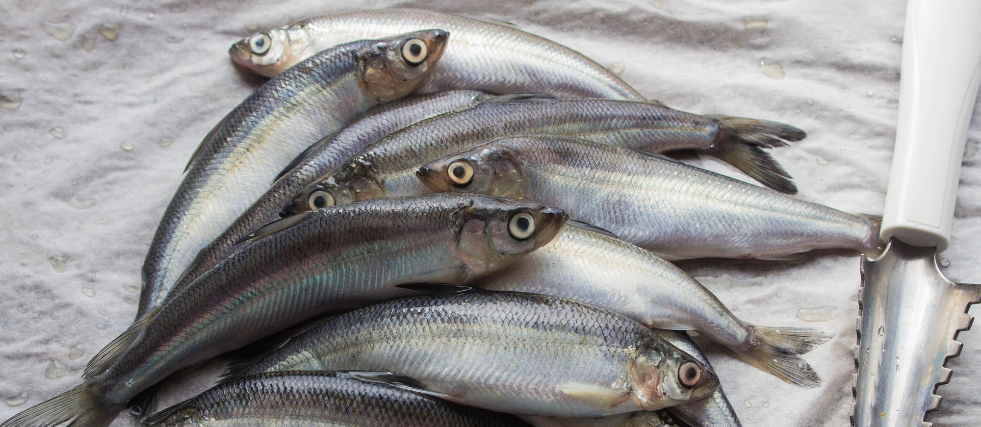 Moskvada mushukimni silashingga ruxsat beraman