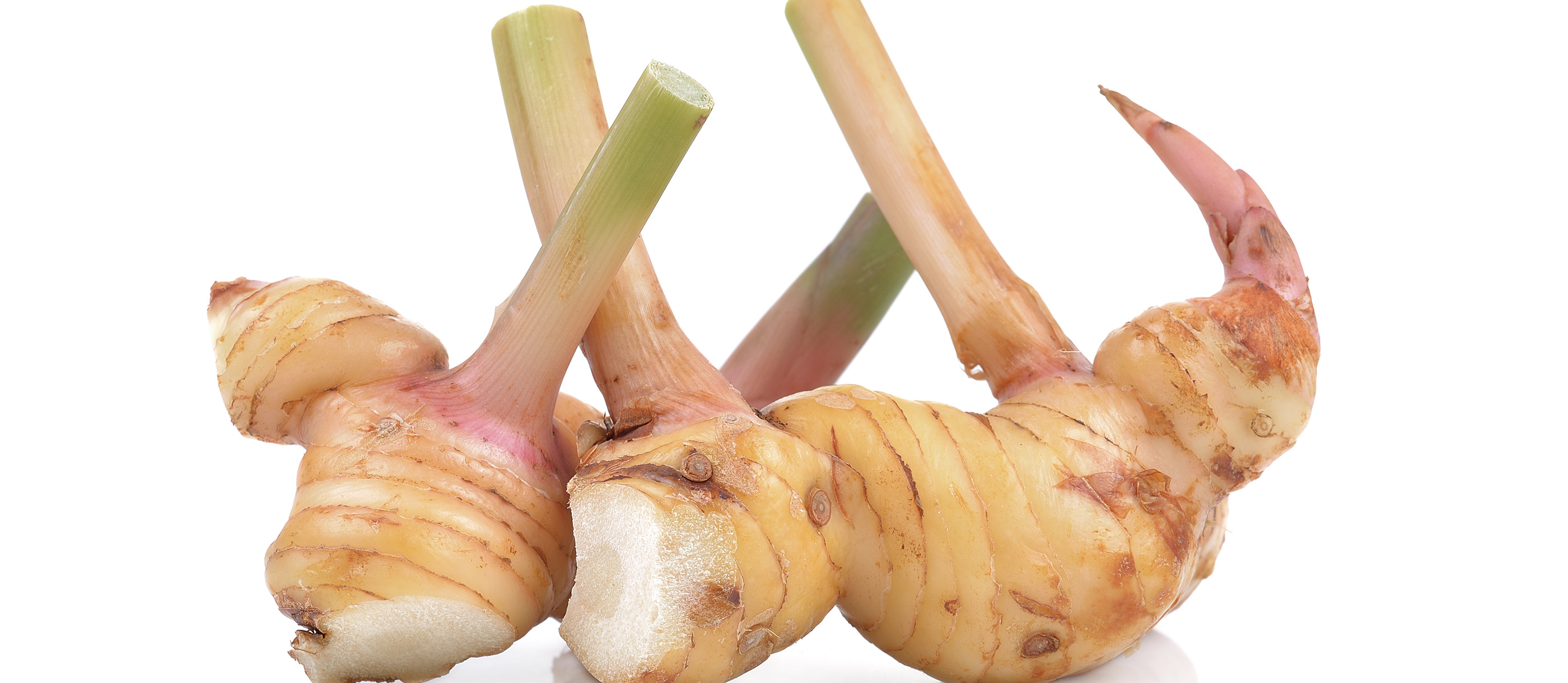 Galangal Local Spice From Indonesia Southeast Asia