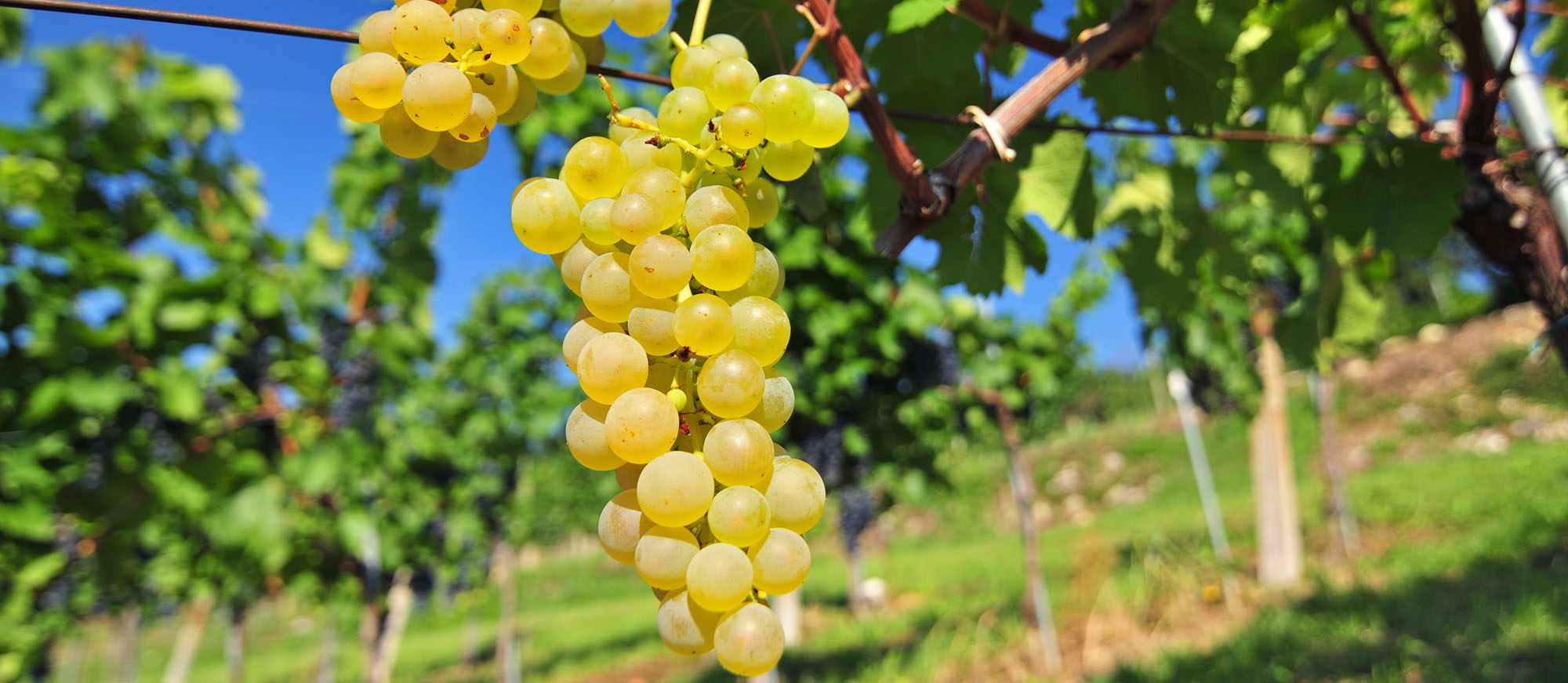 6 Most Popular Western European Grapes - TasteAtlas