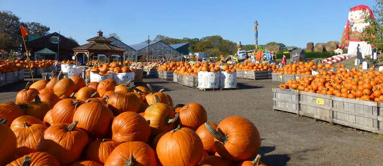 Linvilla Orchards Pumpkinland | Fruit festival in Media | Where? What ...