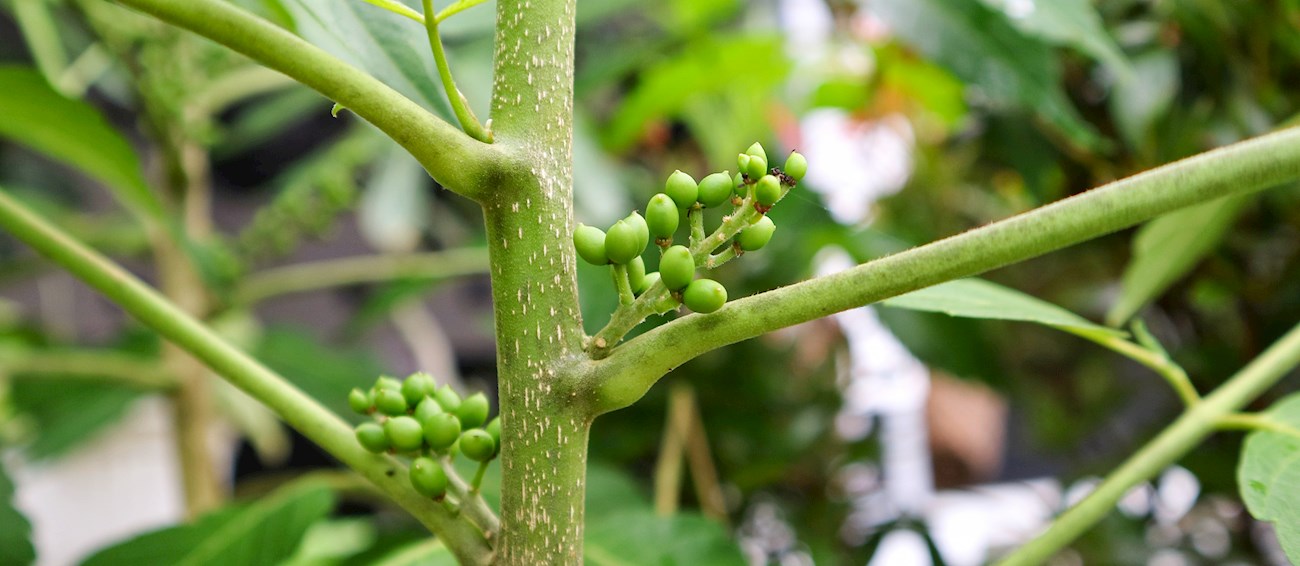 Andaliman | Local Spice From North Sumatra, Indonesia