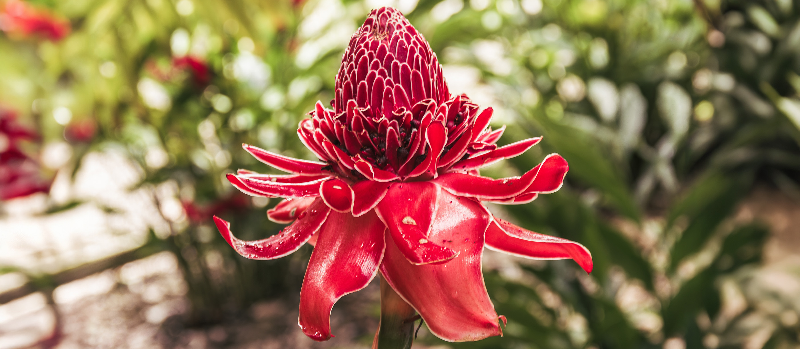 Kecombrang | Local Flower From Indonesia, Southeast Asia