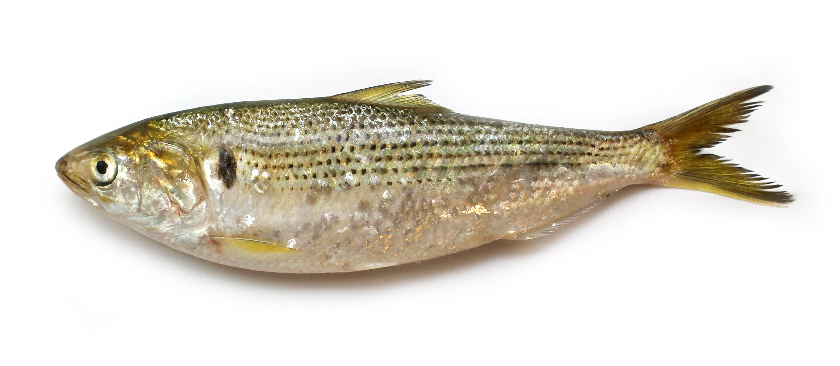 Shad  Local White Fish From Connecticut, United States of America