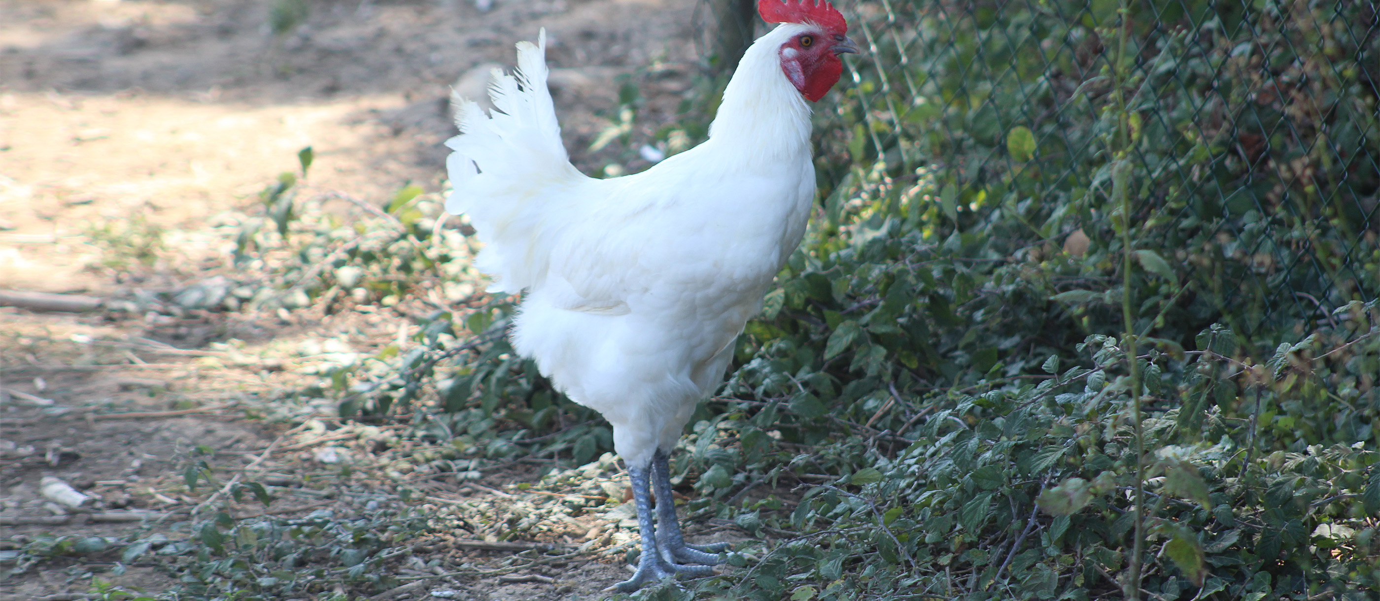 Volaille De Bresse Local Poultry From Ain France