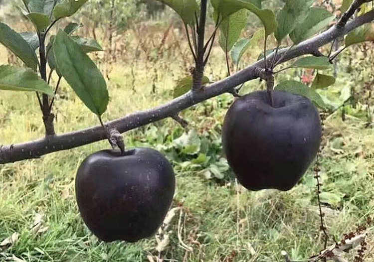 Black Diamond Apples | Local Apple Variety From Nyingchi, China