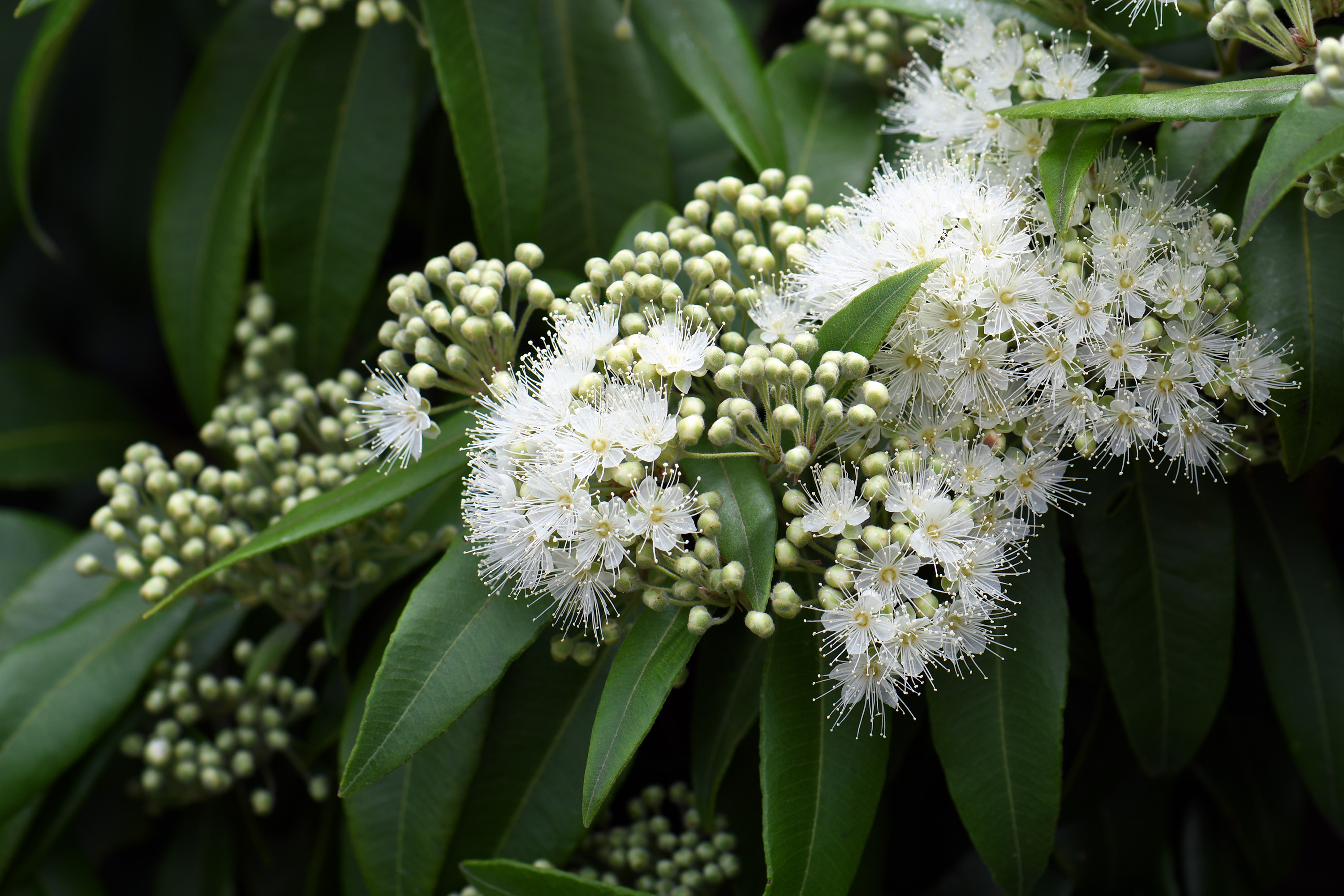 その他 Lemon Myrtle 750g + Desert Mallee 380g Lemon Myrtle | Local Herb From Queensland, Australia