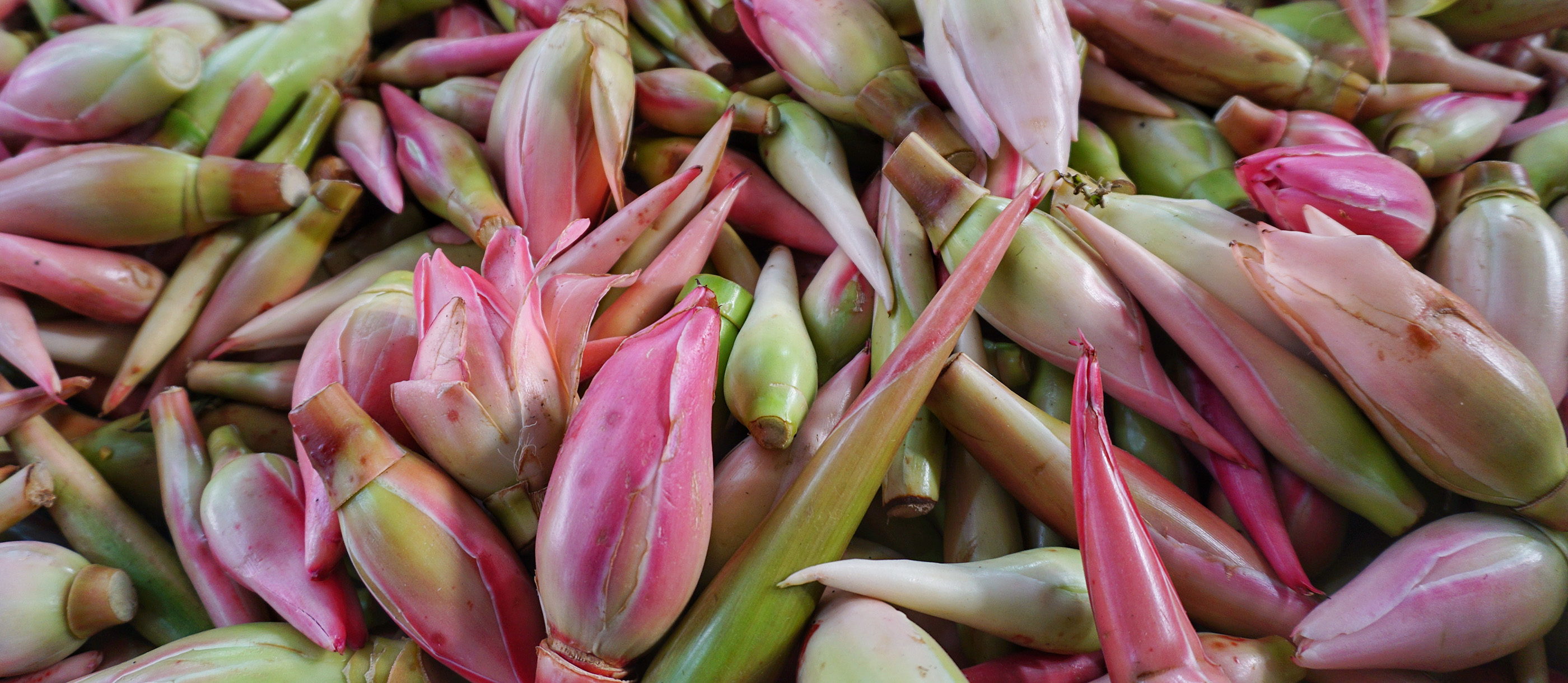 5種類のUleg-Kcombrang-Rwit-Bwang-Ijow-Trasi Kecombrang | Local Flower From Indonesia, Southeast Asia