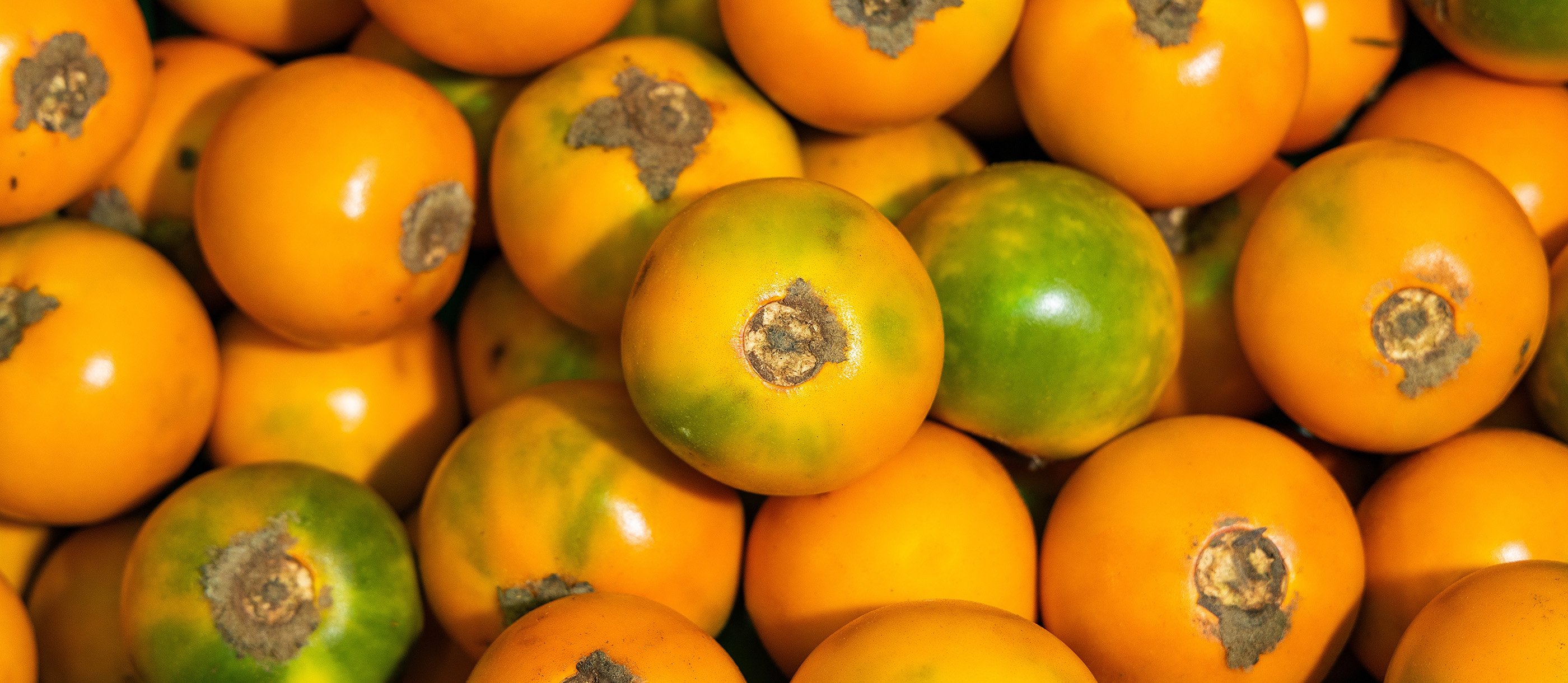 Naranjilla | Local Tropical Fruit From Ecuador