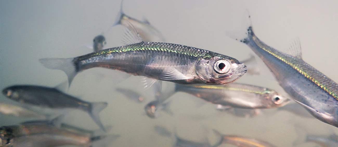 Ukljeva | Local Freshwater Fish From Montenegro, Southeastern Europe