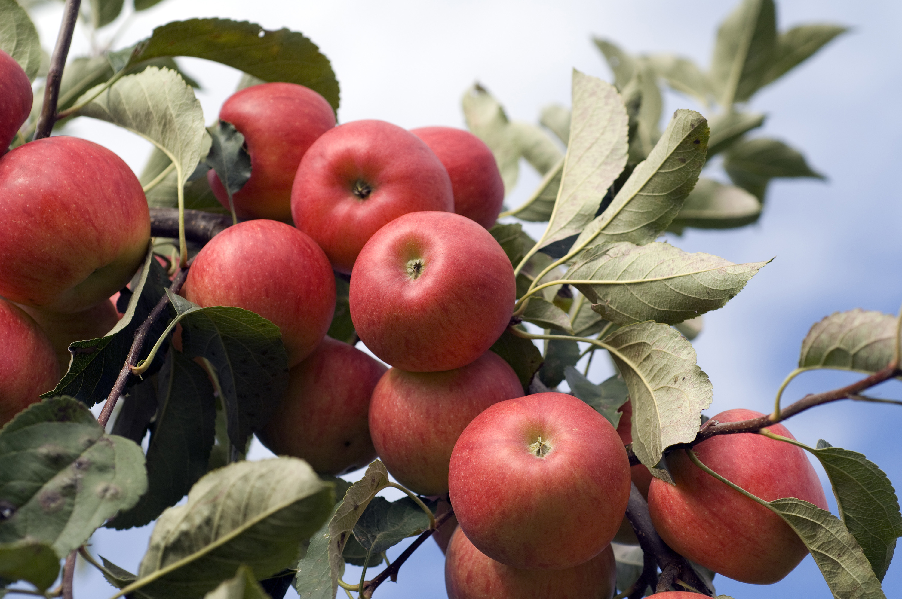Elstar Apples | Local Apple Variety Gelderland, Netherlands
