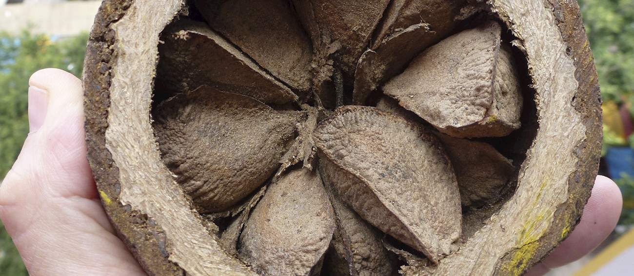 Brazil Nut | Local Nuts From Brazil