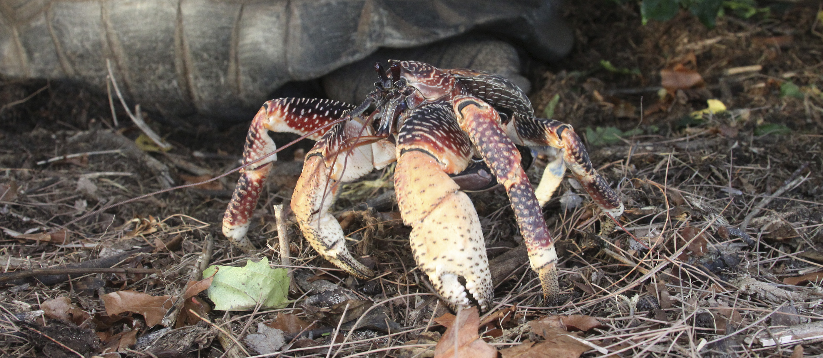 Coconut Crab  Local Crab From Vanuatu